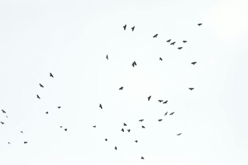 Flock of Birds in the Sky Flock of Birds in the Sky