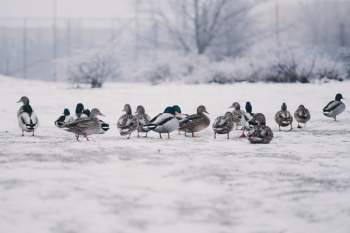 Flock of Mallard Ducks Flock of Mallard Ducks