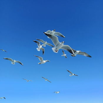 Flock of Seagulls in Clear Blue Sky Flock of Seagulls in Clear Blue Sky