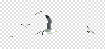 Flock of seagulls, Water bird Beak Pattern, Flock of birds transparent background PNG clipart