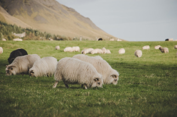 Flocks of Sheep Eating Grass Flocks of Sheep Eating Grass