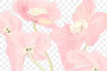 Floral background PNG, pink flower trippy… | Free stock illustration | High Resolution graphic