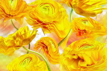 Floral background PNG, yellow flower trippy… | Free stock illustration | High Resolution graphic