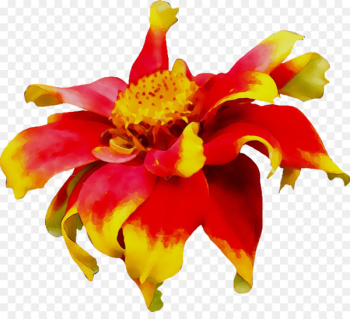 Floral design Alstroemeriaceae Cut flowers Canna - Floral design Alstroemeriaceae Cut flowers Canna -