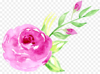 Floral design Beach rose Pink Watercolor painting - Hand-painted watercolor roses decorative elements 