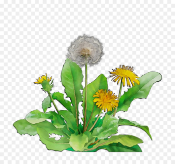 Floral design Cut flowers Dandelion - Floral design Cut flowers Dandelion -