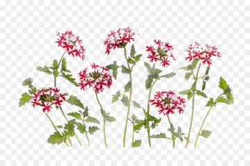 Floral design Cut flowers Herbaceous plant Plant stem Annual plant -  