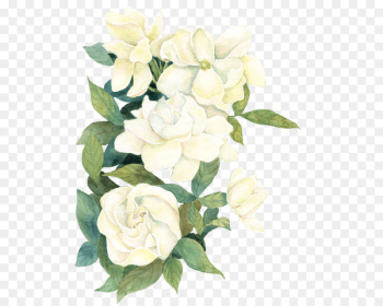 Floral design Flower Portable Network Graphics Rose Clip art - flower jasmine 