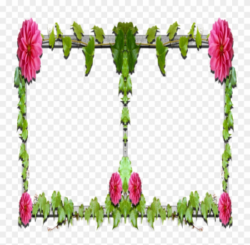 Floral Design Garden Roses Cut Flowers Petal Plant - Garden Roses Floral Design Garden Roses Cut Flowers Petal Plant - Garden Roses