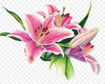 Floral design Lilium Watercolor painting - Vector Lily Floral design Lilium Watercolor painting - Vector Lily