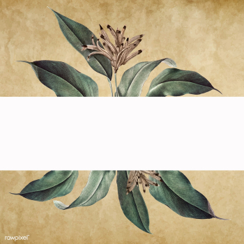 Floral white banner | Free stock vector - 595383