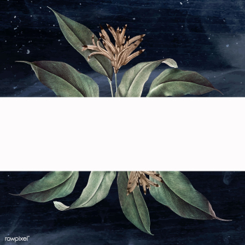 Floral white banner | Free stock vector - 595405 Floral white banner | Free stock vector - 595405