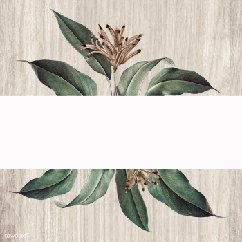 Floral white banner | Free stock vector - 595459 Floral white banner | Free stock vector - 595459