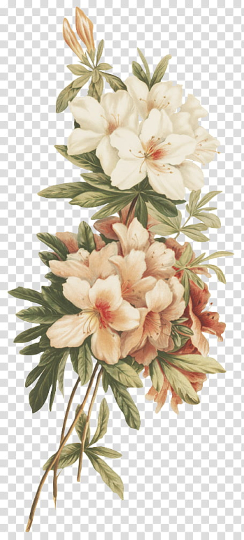 Flores vintage, white and pink flowers transparent background PNG clipart Flores vintage, white and pink flowers transparent background PNG clipart
