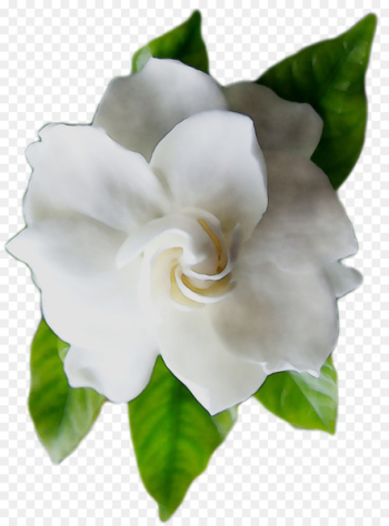 Floribunda Gardenia -  