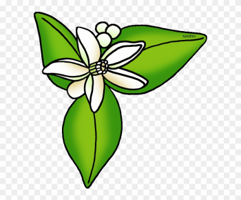 Florida State Flower Orange Blossom - Orange Blossom Florida's State Flower Florida State Flower Orange Blossom - Orange Blossom Florida's State Flower