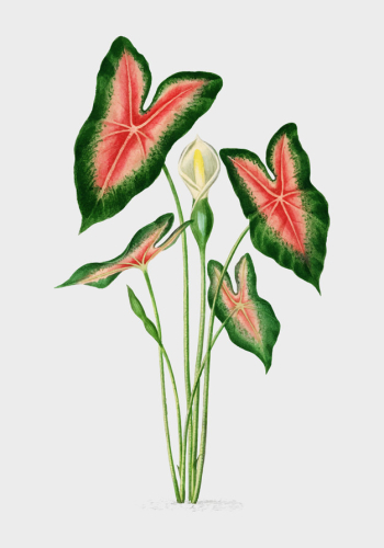 flower flower