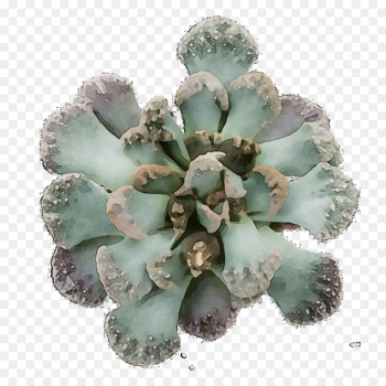 Flower - Flower -