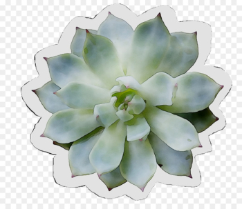 Flower - Flower -