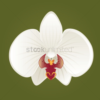 Flower Flower