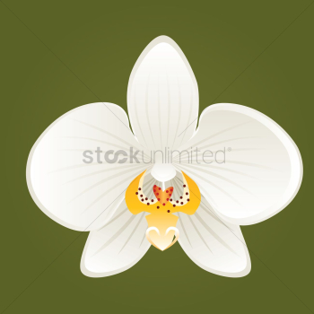 Flower Flower