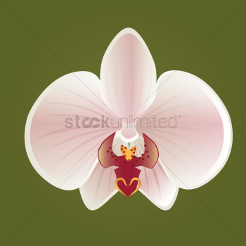 Flower Flower
