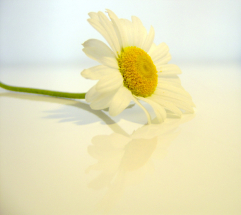 flower-13.jpg flower-13.jpg