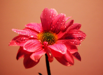 flower_2_z.jpg flower_2_z.jpg