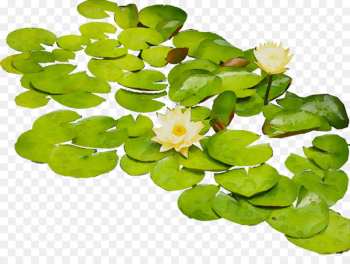 Flower Annual plant Aquatic Plants - Flower Annual plant Aquatic Plants -