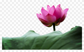 Flower Aquatic Plant Petal Stock - Flower Aquatic Plant Petal Stock Flower Aquatic Plant Petal Stock - Flower Aquatic Plant Petal Stock