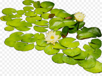 Flower Aquatic Plants - Flower Aquatic Plants -