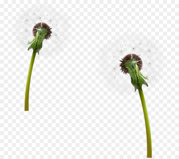 Flower, Art, Canvas, Flowering Plant PNG Flower, Art, Canvas, Flowering Plant PNG