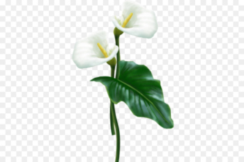 Flower Arum-lily Clip art - calla lily Flower Arum-lily Clip art - calla lily