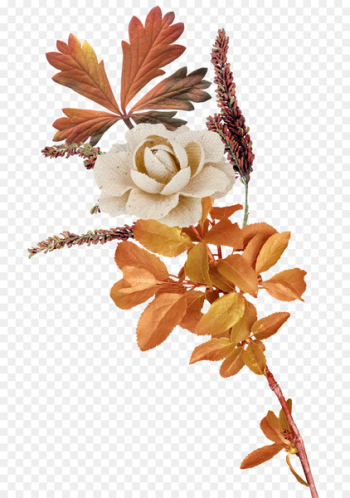 Flower - autumn Flower - autumn
