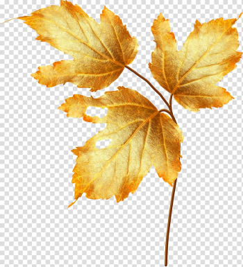 Flower Autumn, Autumn plant material transparent background PNG clipart