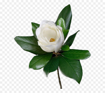 Flower Beach rose Red Clip art - Beautiful white roses 