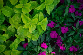 Flower Bed Bright And Dark Green Flower Bed Bright And Dark Green