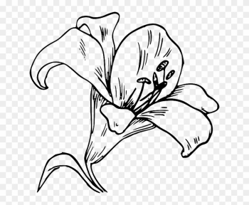 Flower Bloom Plant Lily Nature Calla Tattoo - Flower Coloring Pages For Adults Flower Bloom Plant Lily Nature Calla Tattoo - Flower Coloring Pages For Adults