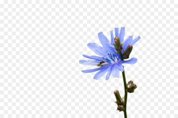 flower blue plant flowering plant petal flower blue plant flowering plant petal