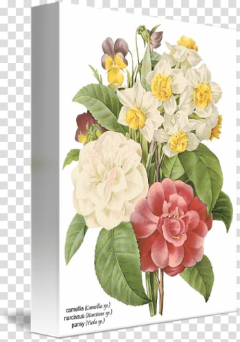 Flower Botanical illustration Botany, watercolor camellia transparent background PNG clipart