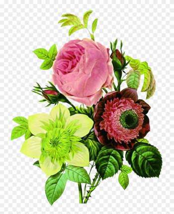 Flower Botany Botanical Illustration Floral Design - Vintage Flower Drawings Flower Botany Botanical Illustration Floral Design - Vintage Flower Drawings