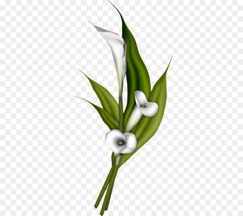 Flower bouquet Arum-lily Clip art - White Calla lily Flower bouquet Arum-lily Clip art - White Calla lily