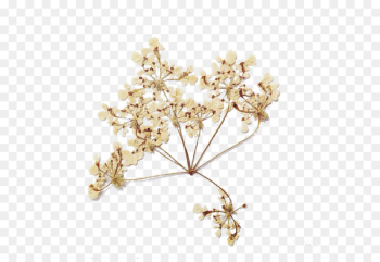 Flower bouquet Drought - Yellow dried flowers Flower bouquet Drought - Yellow dried flowers
