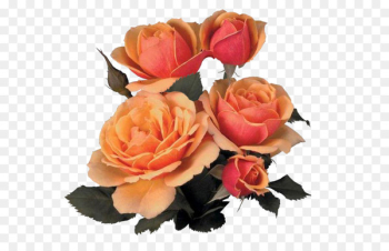 Flower bouquet Garden roses Image - flower Flower bouquet Garden roses Image - flower