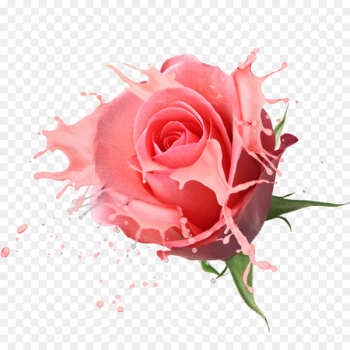 Flower bouquet Rose Drawing - Yogurt Rose Flower bouquet Rose Drawing - Yogurt Rose
