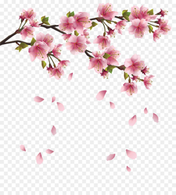 Flower Branch Cherry blossom Clip art - Peach petals fall Flower Branch Cherry blossom Clip art - Peach petals fall