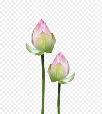 Flower Bud Petal - Lotus flower buds 