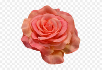 Flower Centifolia Roses Petal Garden Roses Orange - Garden Roses Flower Centifolia Roses Petal Garden Roses Orange - Garden Roses