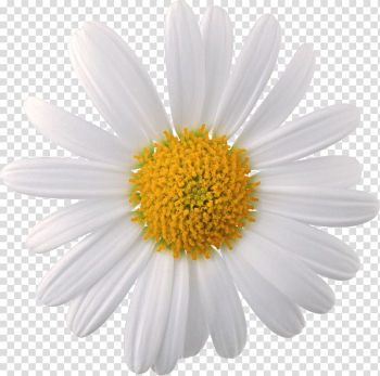 Flower Chamomile , flower background transparent background PNG clipart Flower Chamomile , flower background transparent background PNG clipart