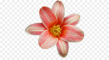 Flower Child - flower Flower Child - flower
